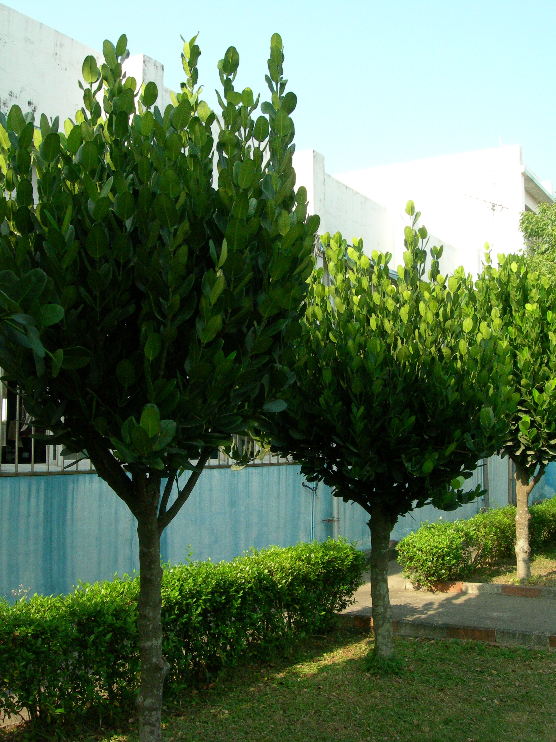 معرفی و راهنمای پرورش درختان میوه - گامبوجه 